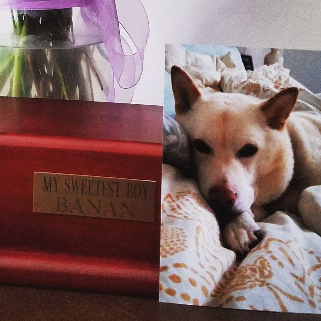 Culpeper Animal Hospital: Kellum Andrea DVM | 441 Aspen St, Culpeper, VA 22701, USA | Phone: (540) 829-9085