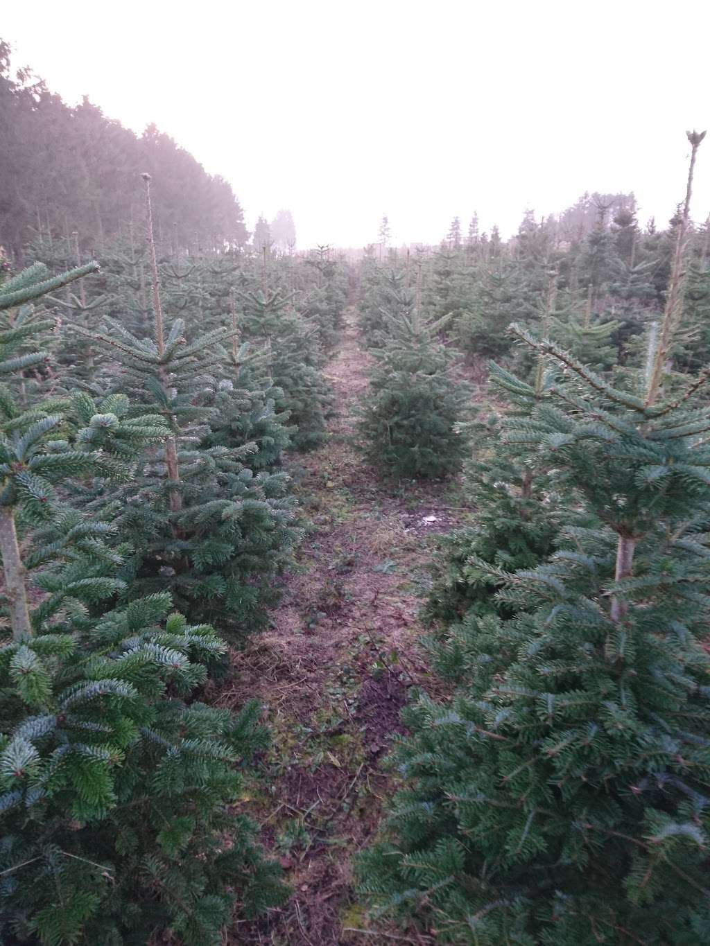 Dane End Christmas Tree Farm | Dane End, Ware SG12 0FF, UK | Phone: 01920 438256