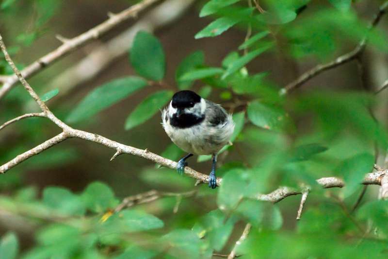 Texas Chenier Plain Refuge Visitor Center | FM563, Wallisville, TX 77597, USA | Phone: (409) 267-3337