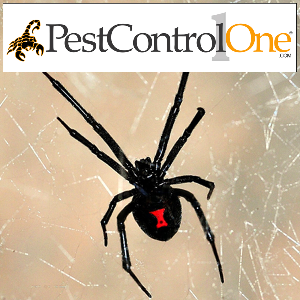 Pest Control One | 6501 W Frye Rd Suite 24, Chandler, AZ 85226, USA | Phone: (480) 940-7378