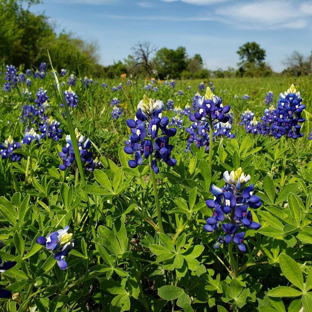 Stoneham Cemetery | Navasota, TX 77868, USA