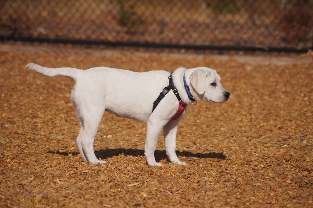 Cubbys Dog Park | 3200 W Lagoon Rd, Pleasanton, CA 94588, USA