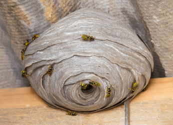 Action Pest Control | 8010 National Turnpike #400, Louisville, KY 40214, USA | Phone: (502) 585-5668