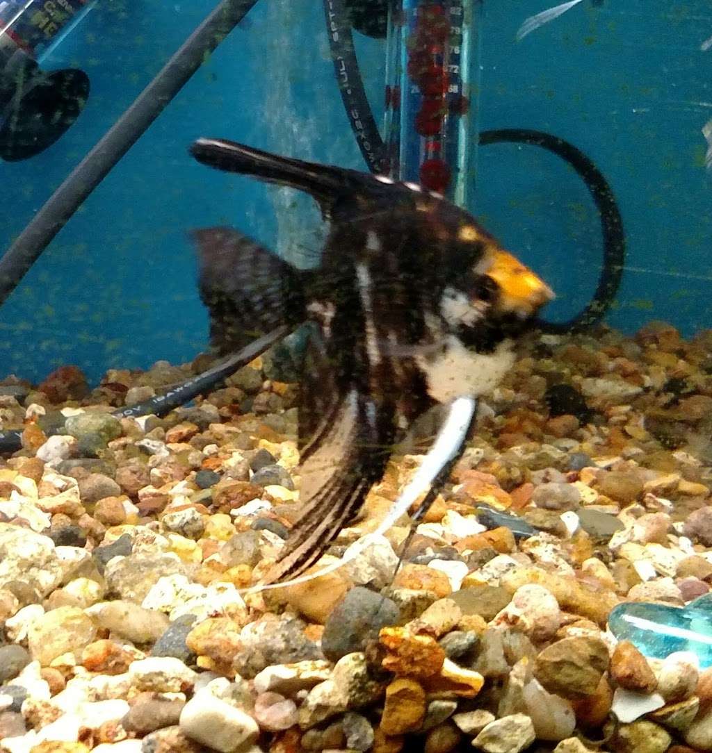 Pet & Bait Shop | 64730, Butler, MO 64730, USA | Phone: (660) 464-0165