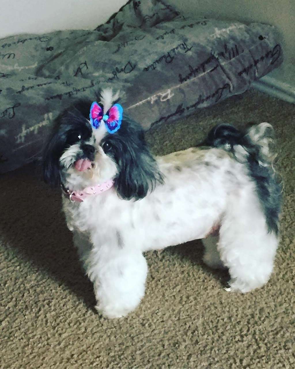 Rubber Doggies Wash n Go | 3929 Cibolo Valley Dr #240, Cibolo, TX 78108, USA | Phone: (210) 659-3000