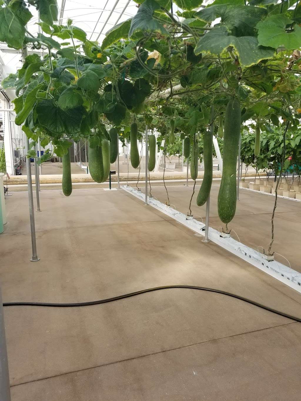 Behind The Seeds Greenhouse Tour | 1510 Avenue of the Stars, Orlando, FL 32836, USA | Phone: (407) 939-8687