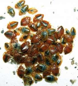 Southern New Hampshire Pest Control | A1 Exterminators | 12 St James Pl, Nashua, NH 03062, USA | Phone: (603) 888-2636