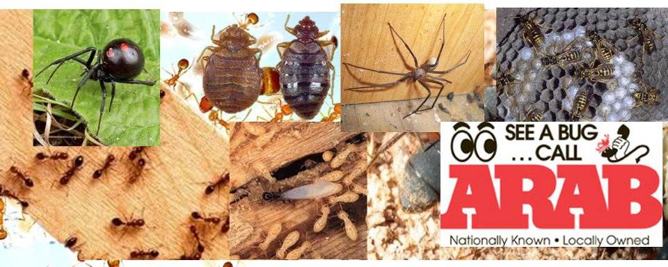 Arab Termite and Pest Control of Cincinnati, Inc. | 5569 Cheviot Rd, Cincinnati, OH 45247, USA | Phone: (513) 385-3430