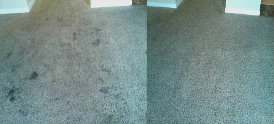 Premier Carpet Cleaning | 5519 NE 49th Ave, Vancouver, WA 98661 | Phone: (360) 356-4500