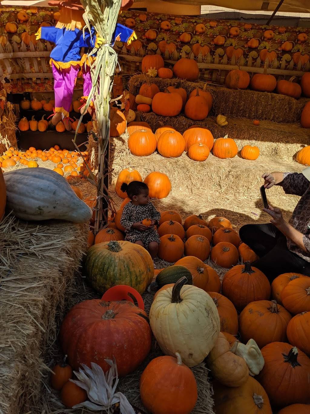 Piedmont Avenue Pumpkin Patch | 4414 Piedmont Ave, Oakland, CA 94611, USA | Phone: (510) 967-9363