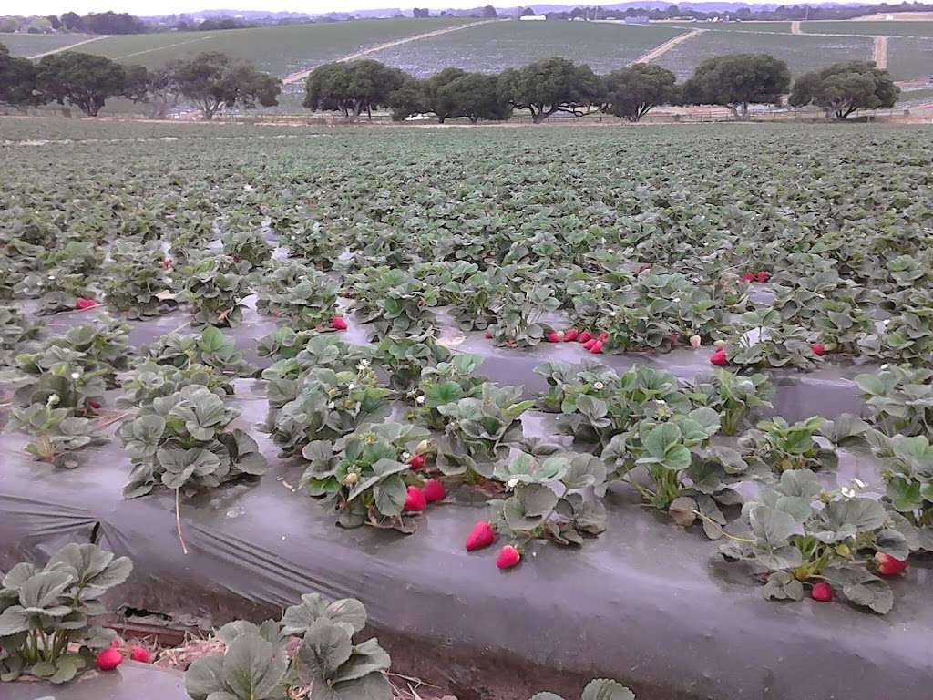 Rodriguez farms | 165 Gasser Dr, Napa, CA 94559 | Phone: (831) 664-8806