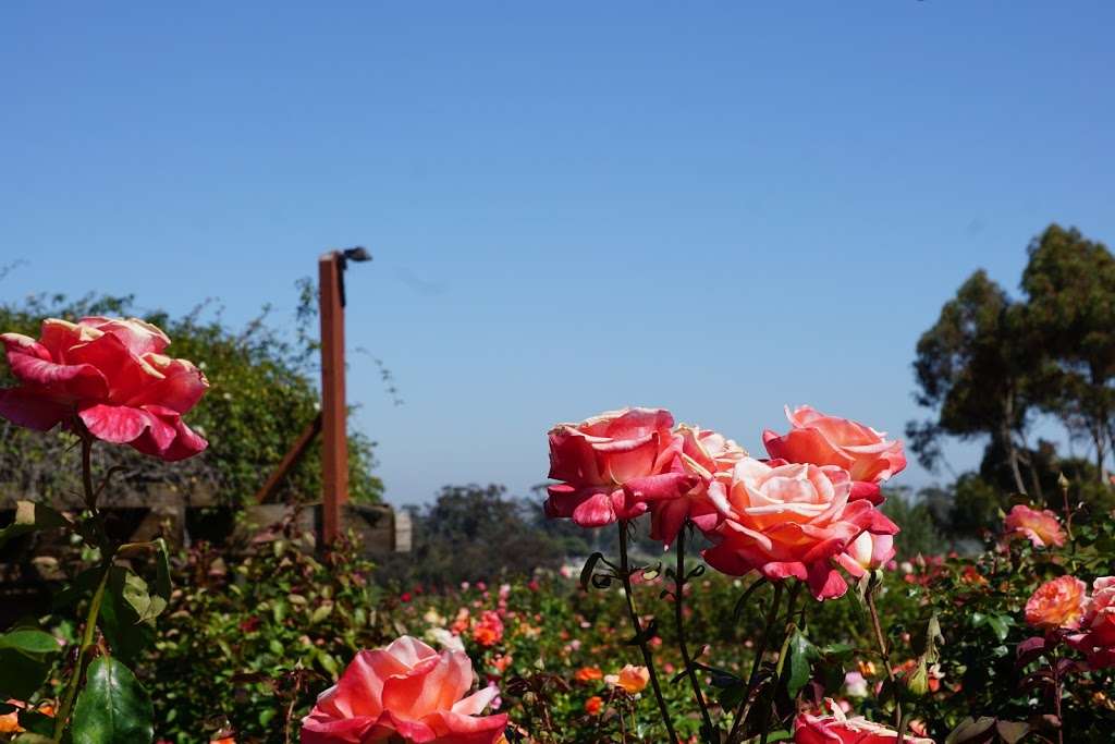 Rose and Cactus Gardens | San Diego, CA 92104, USA | Phone: (619) 239-0512