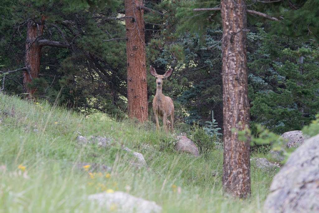 Aspenglen Campground Cemetery | Estes Park, CO 80517, USA