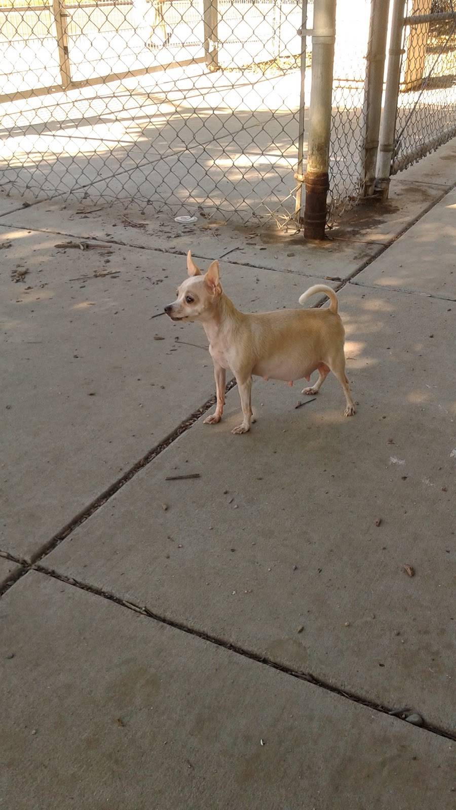 Discovery Dog Park | 410 Park Ave, San Jose, CA 95110, USA | Phone: (408) 535-3570