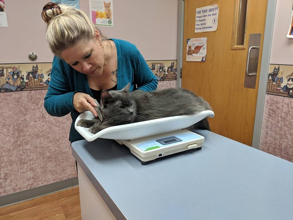 Summer Street Cat Clinic PC - veterinary care  | Photo 8 of 9 | Address: 2323 N Forest Rd, Getzville, NY 14068, USA | Phone: (716) 689-2287