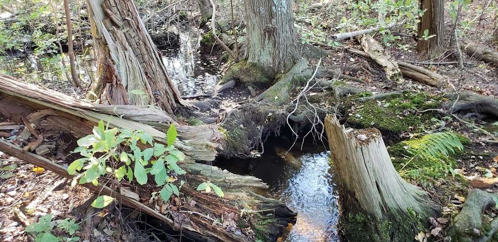 Natural Lands Trust Harold N. Peek Preserve | 2100 S 2nd St, Millville, NJ 08332 | Phone: (610) 353-5587