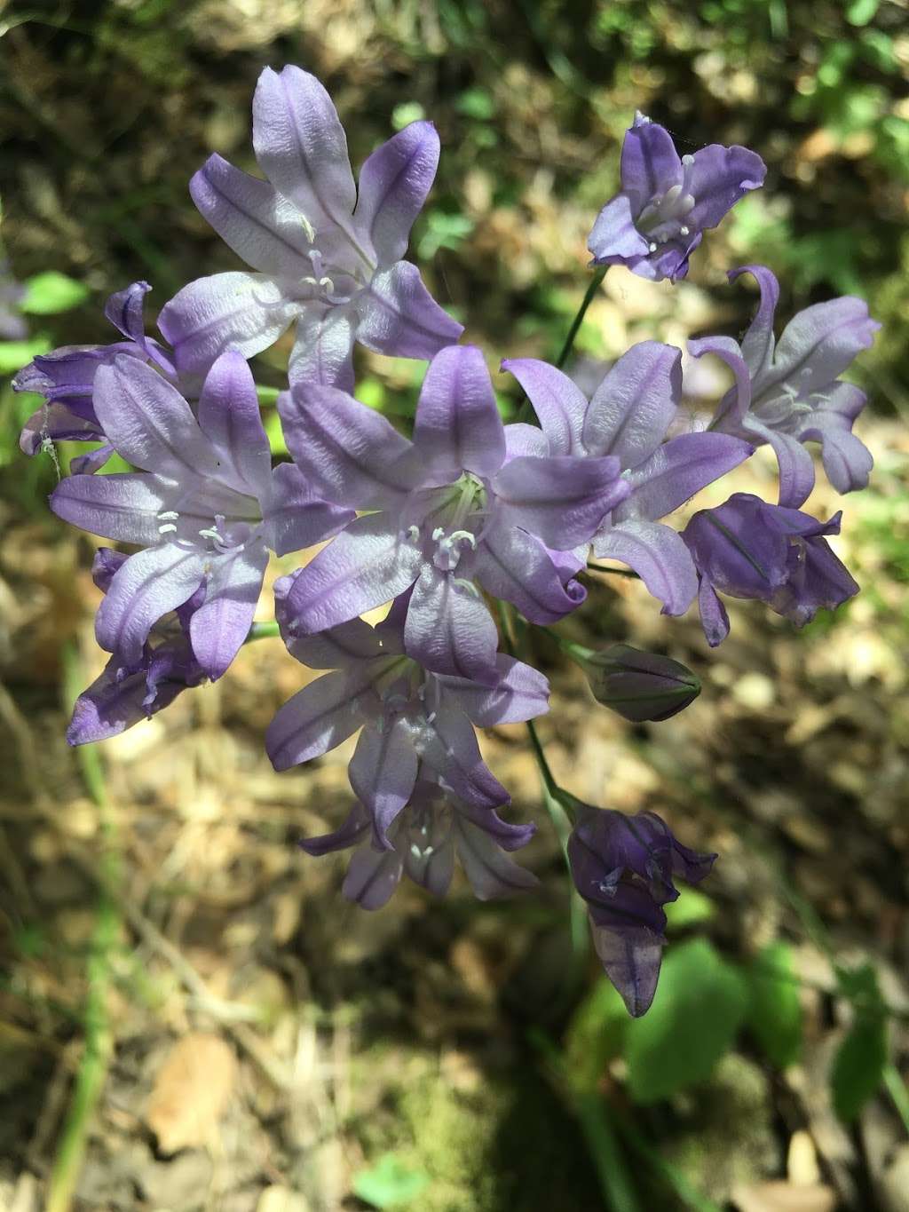 Almaden Quicksilver County Park | New Almaden Trail, San Jose, CA 95120, USA | Phone: (408) 535-4070 Almaden Quicksilver County Park | New Almaden Trail, San Jose, CA 95120, USA | Phone: (408) 535-4070