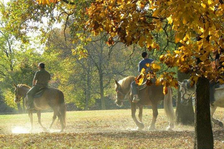 Sarahs Pony Rides | 8220 S Kean Ave, Willow Springs, IL 60514 | Phone: (630) 802-1316