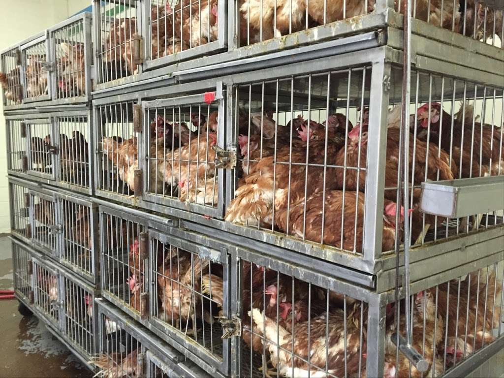 Zemzem Poultry & Lives Stock | 31 Franklin St, Paterson, NJ 07524, USA | Phone: (973) 782-6066