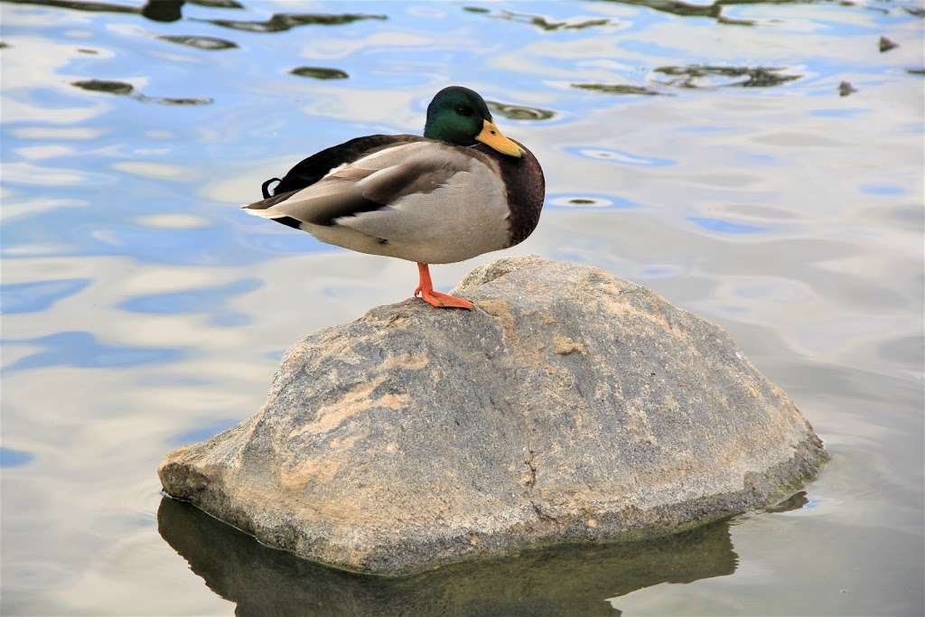 CSUN Duck Pond | Orange Grove - Haskell Walk, Los Angeles, CA 91325, USA