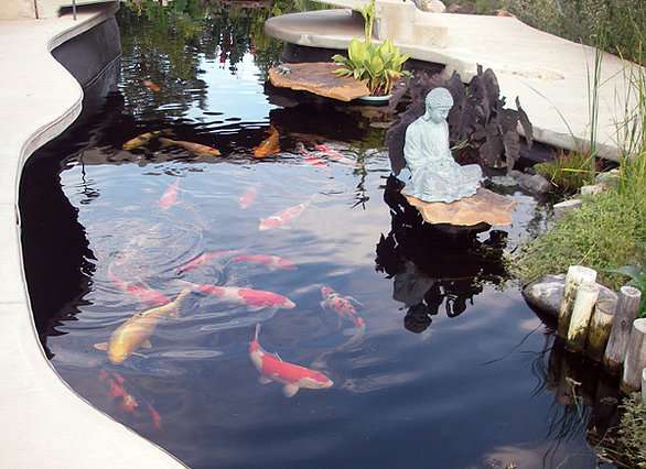 Kodama Koi Garden FL | Lot B, 7250 Griffin Rd, Davie, FL 33314, USA | Phone: (954) 585-6181