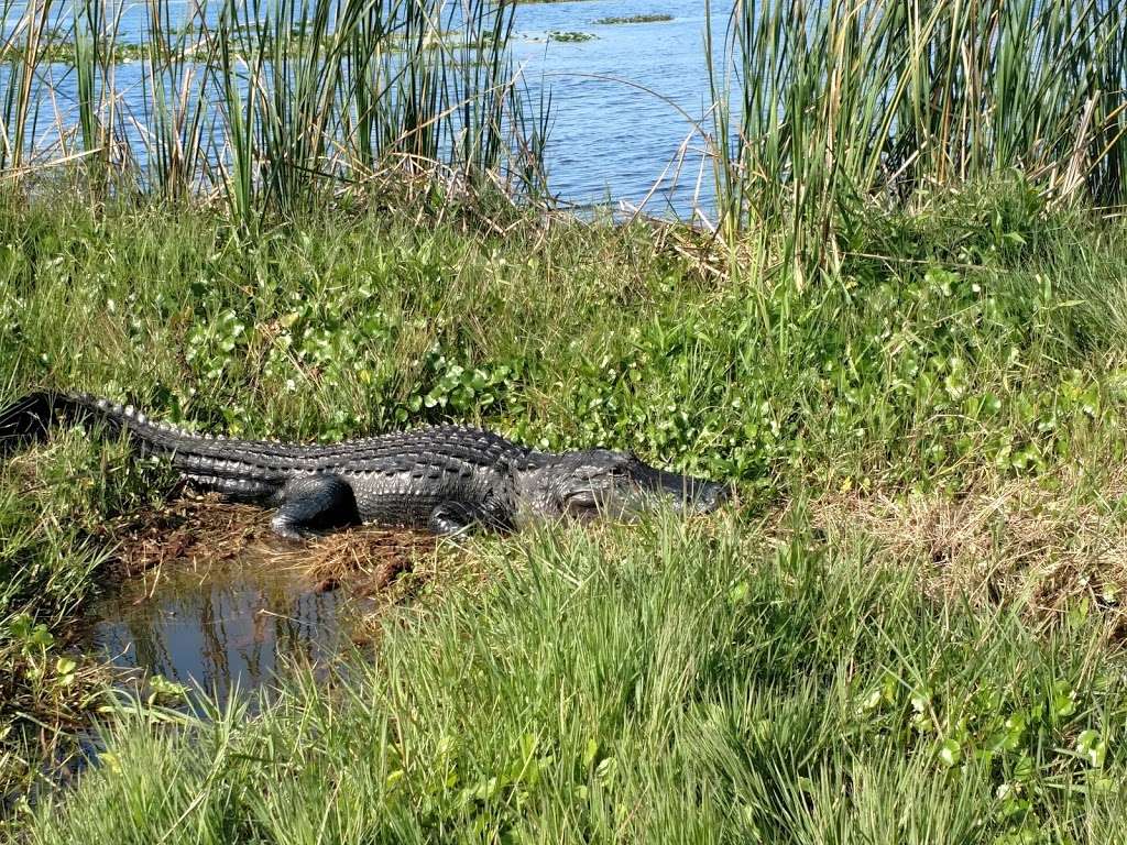 Upper St. Johns River Marsh Wildlife Management Area | Melbourne, FL 32904, USA | Phone: (386) 329-4404