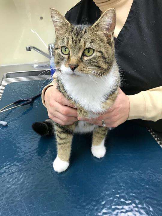 Janssen Veterinary Clinic | 2420 W 236th St, Sheridan, IN 46069, USA | Phone: (317) 758-4865