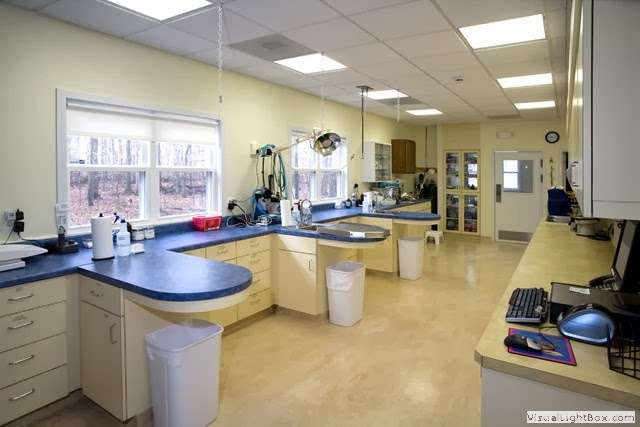 A Cat Clinic | 14200 Clopper Rd, Boyds, MD 20841 | Phone: (301) 540-7770