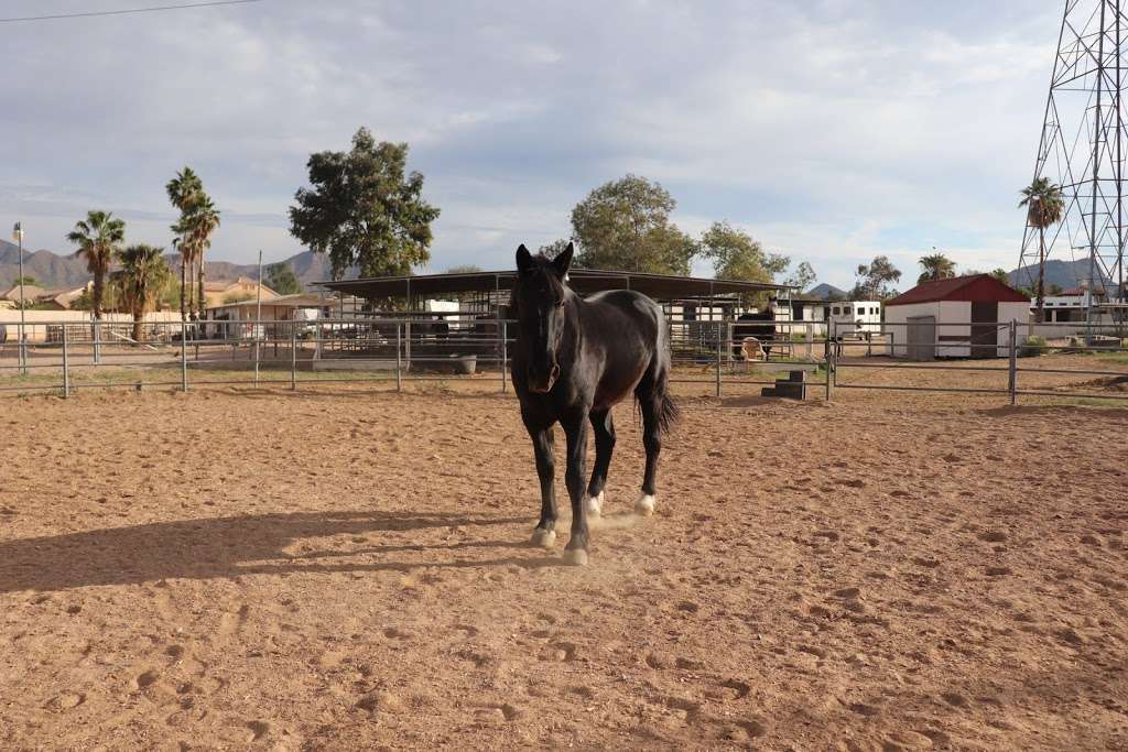 Grandons Equestrian Center | 9644 N 120th St, Scottsdale, AZ 85259, USA | Phone: (480) 860-8986