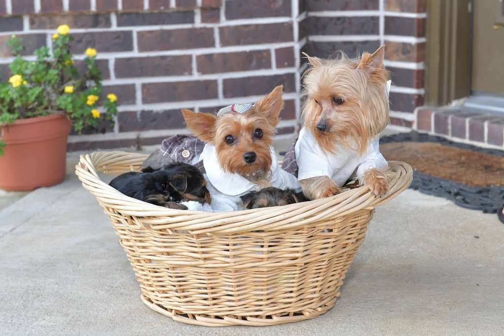 Yorkies of Houston | 2002 Kitty Hawk Drive, Missouri City, TX 77489 | Phone: (713) 332-9773