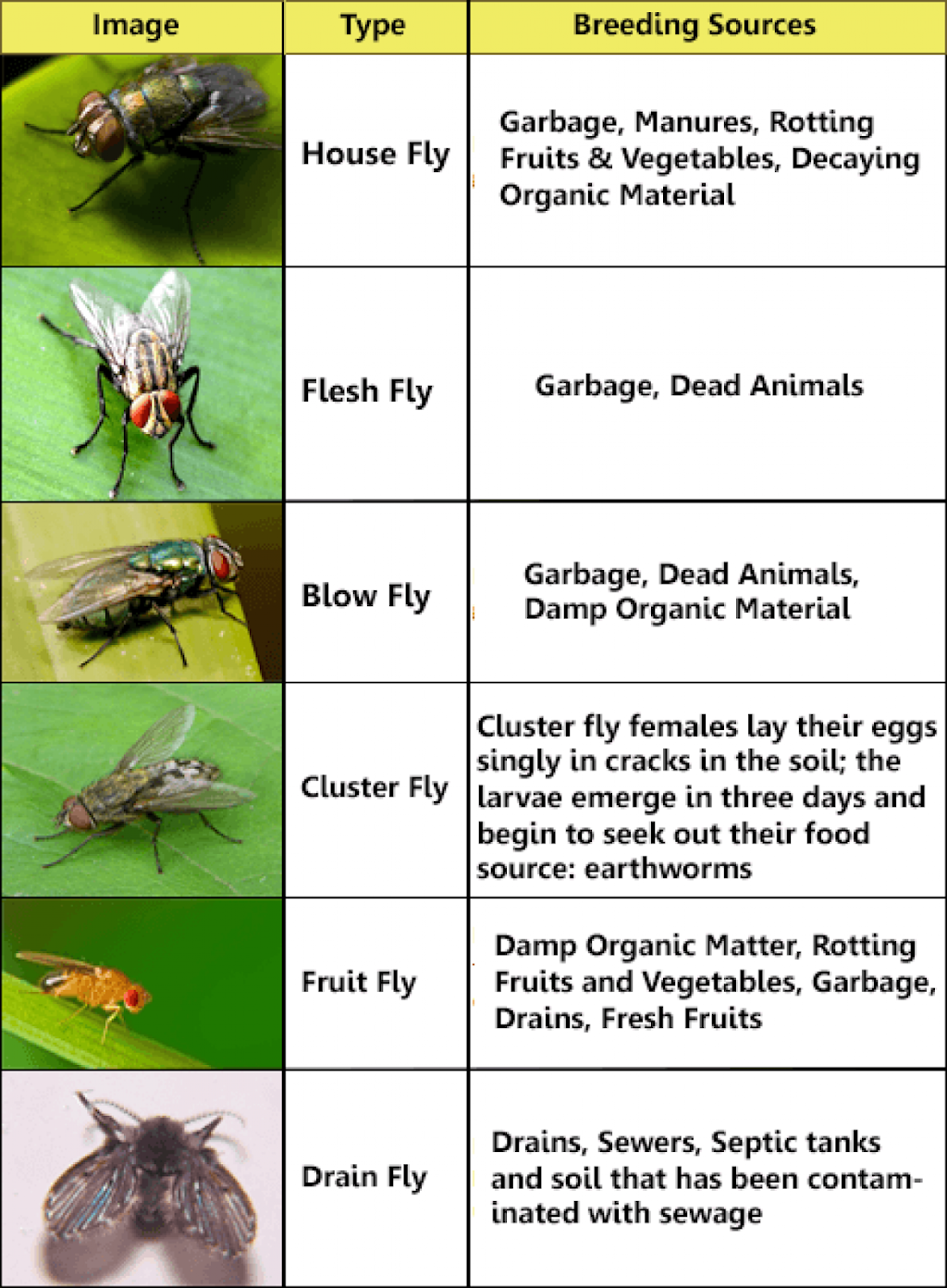 Discount Termite & Pest | 2228 Lime Tree Dr, Edgewater, FL 32141, USA | Phone: (386) 427-4488