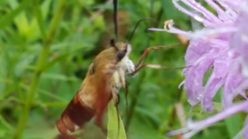 Thorn Creek Woods Nature Preserve | 247 Monee Rd, Park Forest, IL 60466, USA | Phone: (708) 747-6320