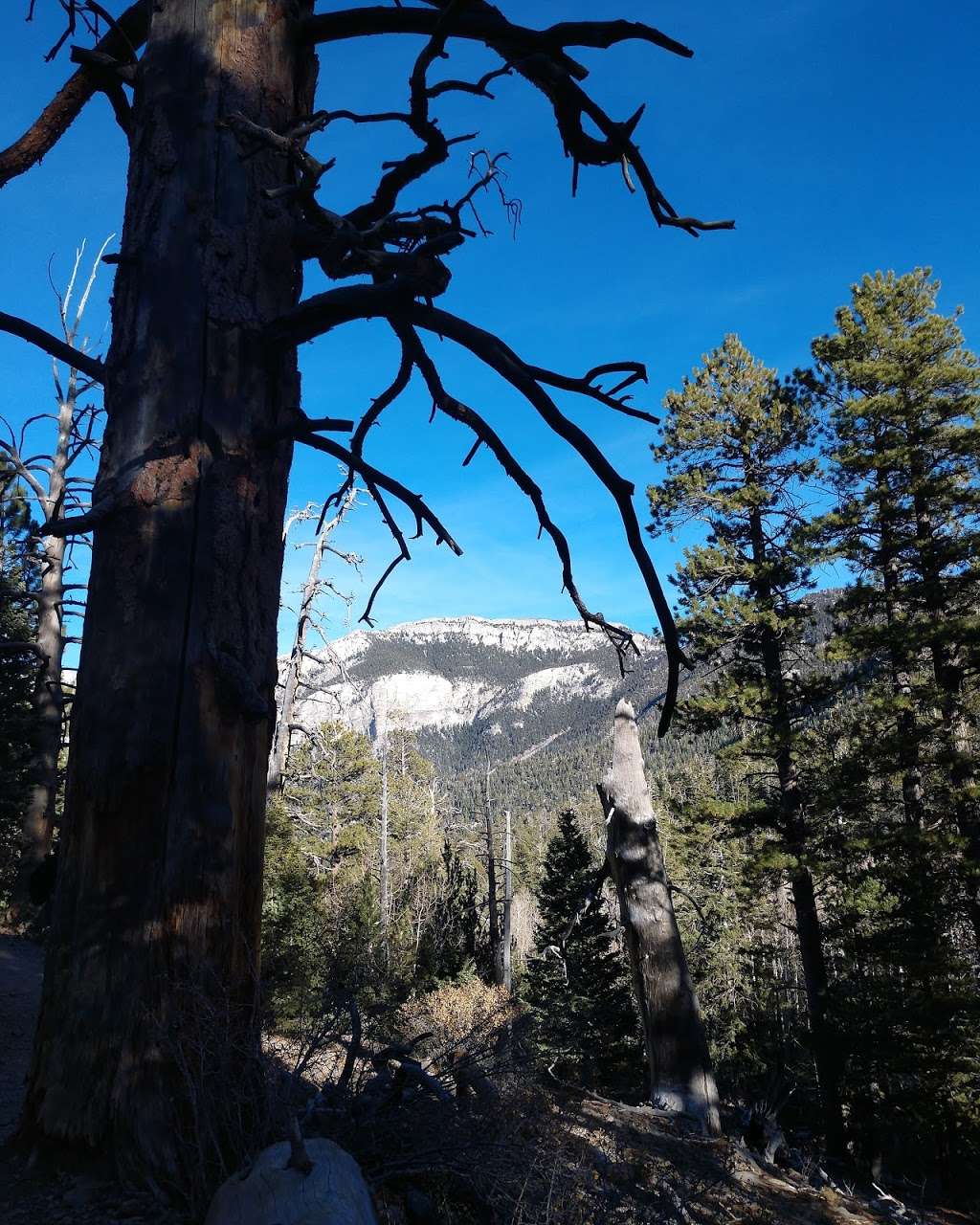 Upper Bristlecone Trail Head | Bristlecone Trail, Las Vegas, NV 89124, USA