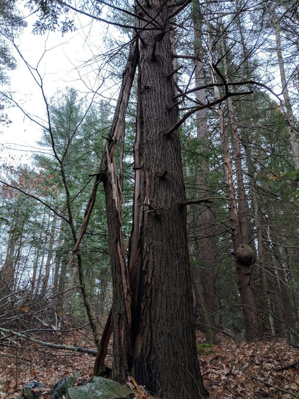 Medfield Rhododendron Reservation | Medfield, MA 02052, USA