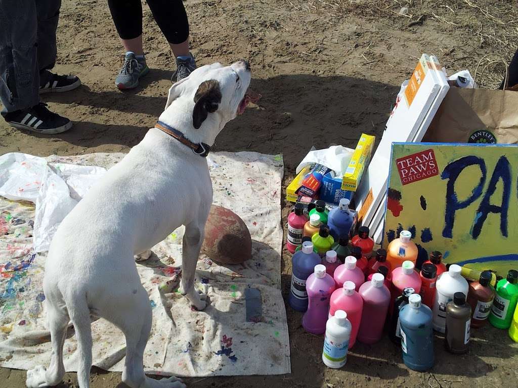 Mondo Dog Beach | Chicago, IL 60613, USA