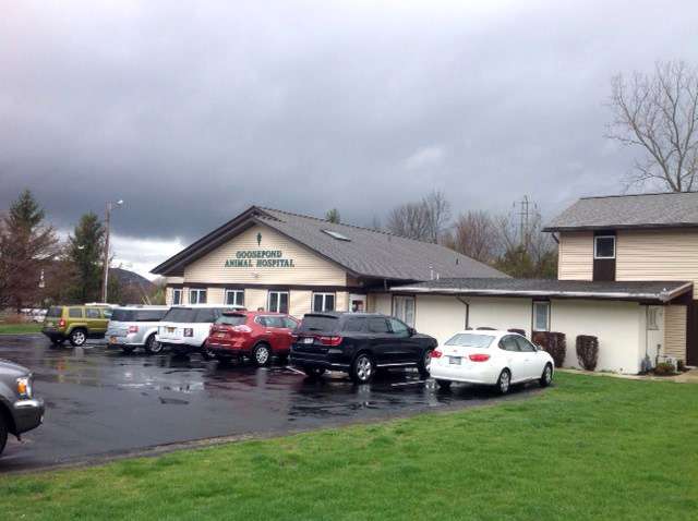 Goosepond Animal Hospital | 1110 New York State Route 17M, Monroe, NY 10950, USA | Phone: (845) 783-2333