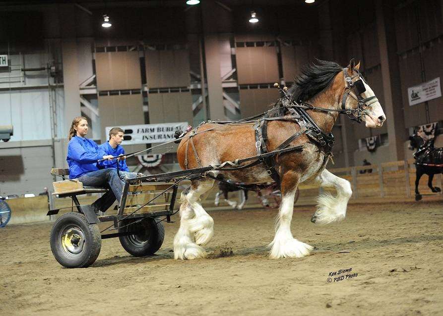 Sandy Acres Clydesdales | 10032 N Ruby Rd, La Porte, IN 46350, USA | Phone: (219) 369-3386