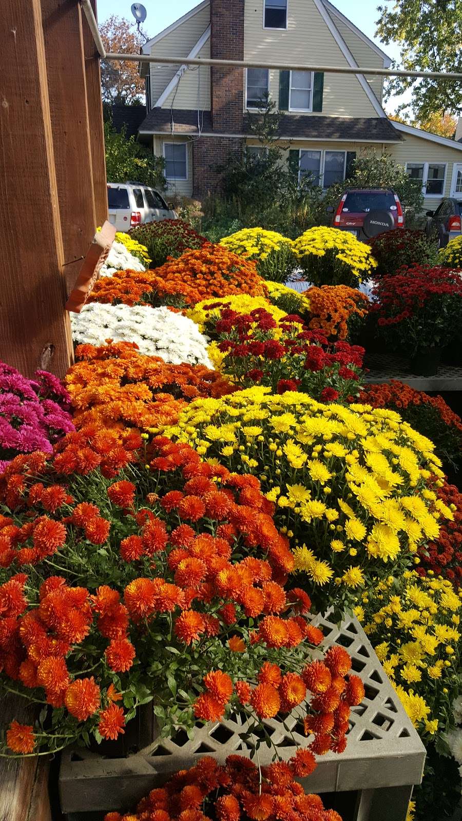 F.H. Corwin Florist And Greenhouses, Inc. | 12-16 Galloway Rd, Warwick, NY 10990 | Phone: (845) 986-1116