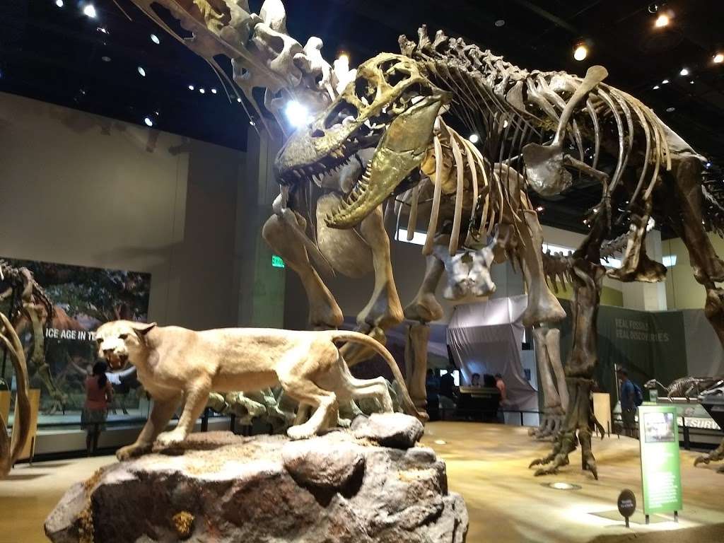 Perot Museum of Nature and Science | 2201 N Field St, Dallas, TX 75201 | Phone: (214) 428-5555