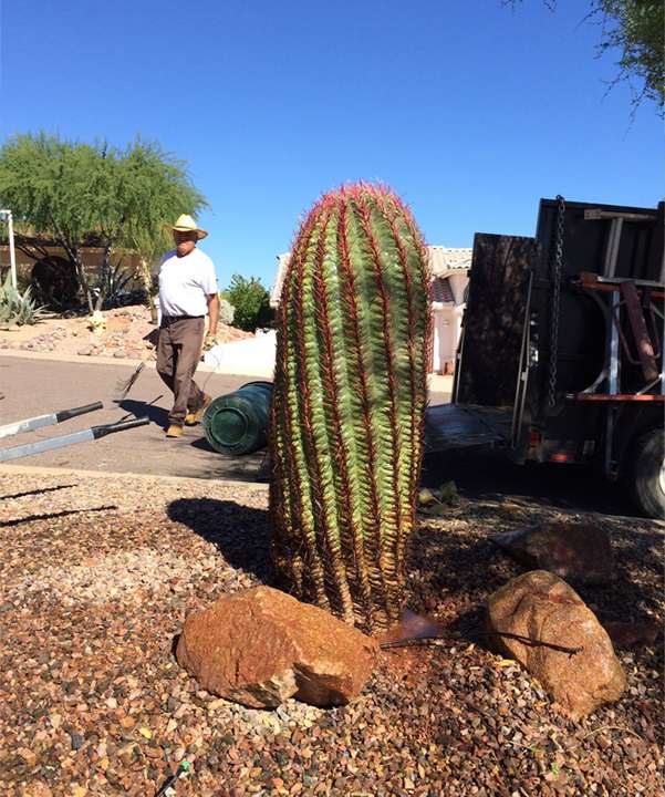 A & V Landscaping | 2225 E Nancy Ln, Phoenix, AZ 85042, USA | Phone: (602) 828-4569