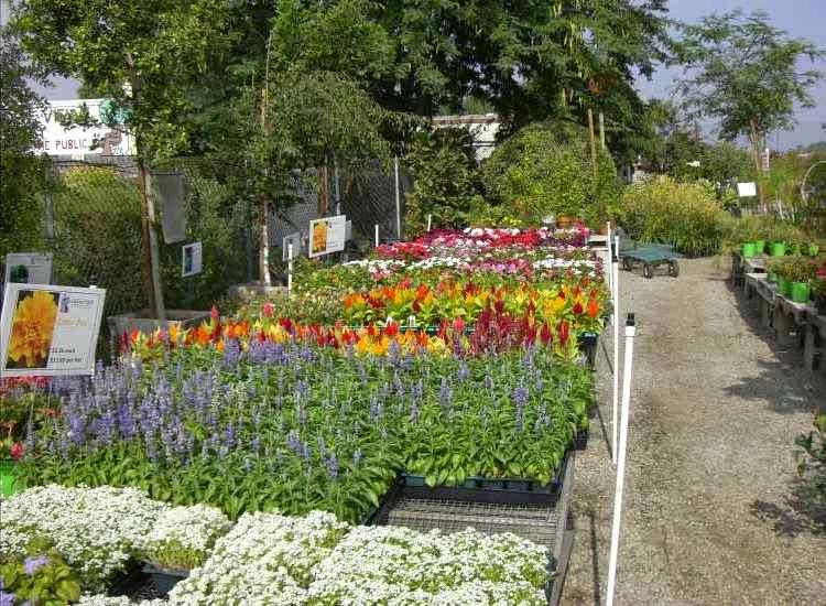 Garden View Nursery 12901 Lower Azusa Rd Irwindale Ca 91706 Usa