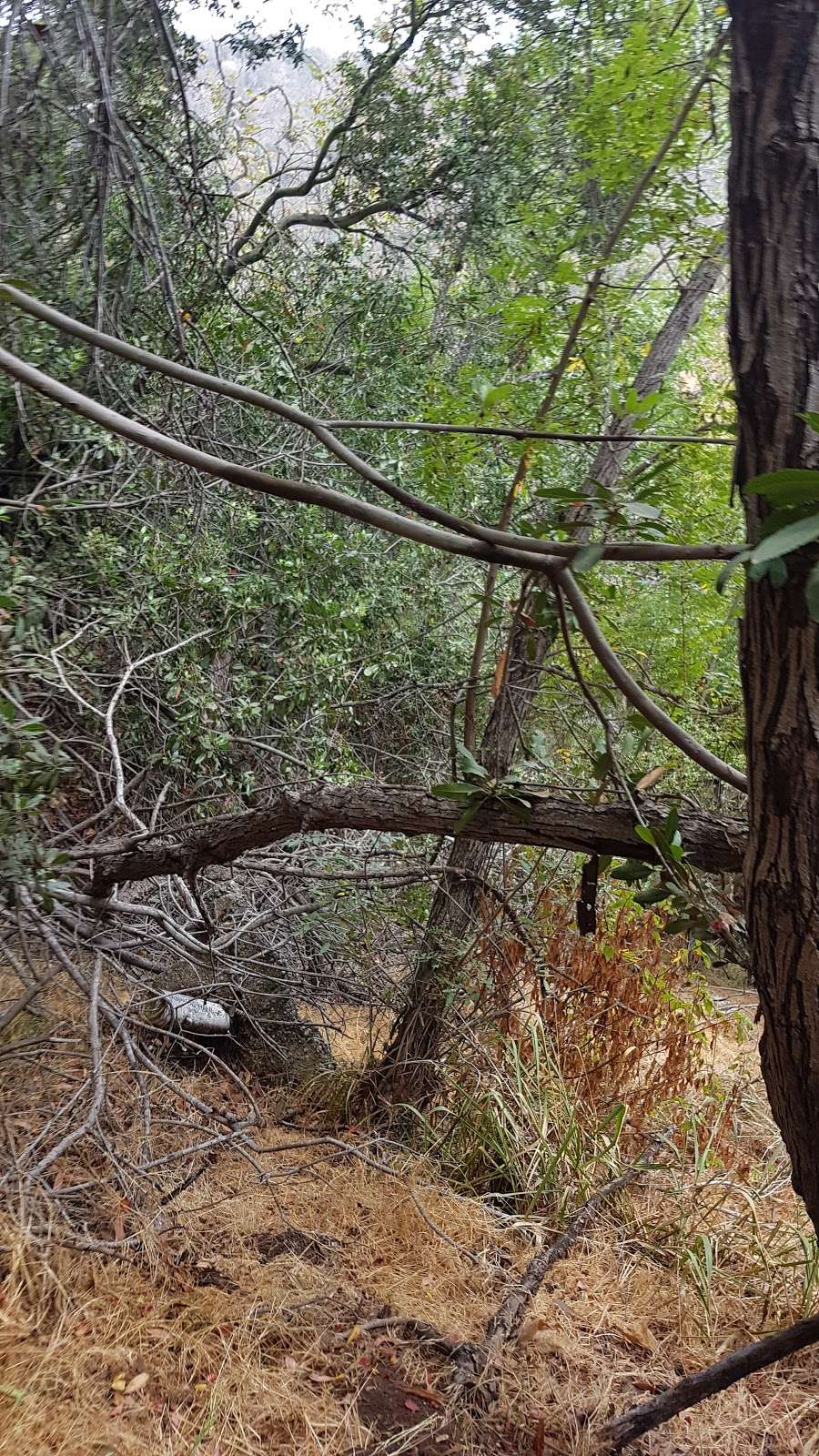 Laurel Canyon Park | Mulholland Dr, Los Angeles, CA 90046, USA | Phone: (818) 769-4415