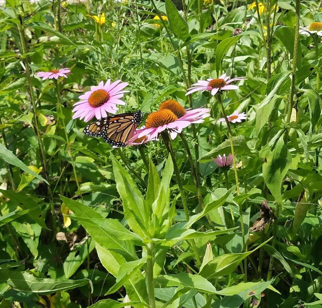 Forest Preserves of Cook County | 721 Harms Rd, Glenview, IL 60025, USA | Phone: (800) 870-3666