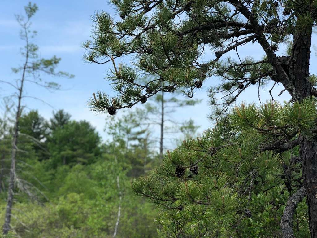 Ponemah Bog | Ponemah Bog Trail, Amherst, NH 03031, USA