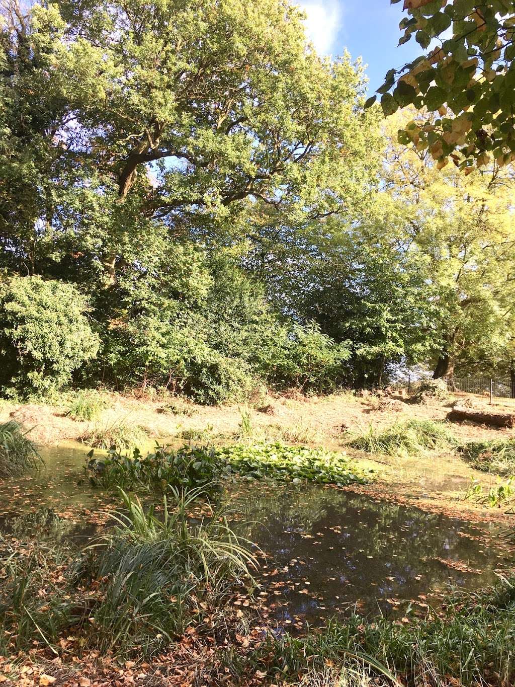 Eaglesfield Park Wildlife Pond | Eaglesfield Rd, London SE18 3DN, UK