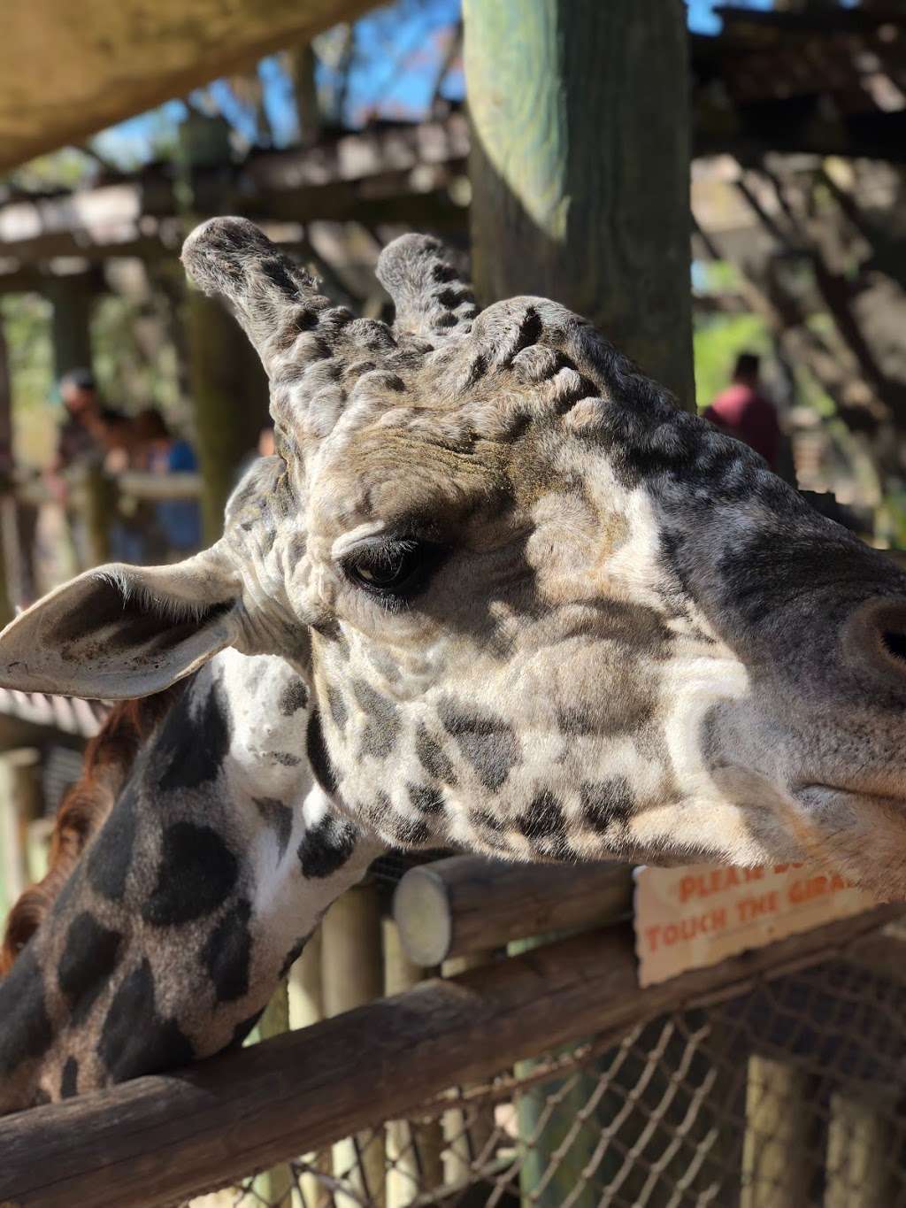 Giraffe Enclosure in Brevard Zoo | 2614632, Melbourne, FL 32940, USA