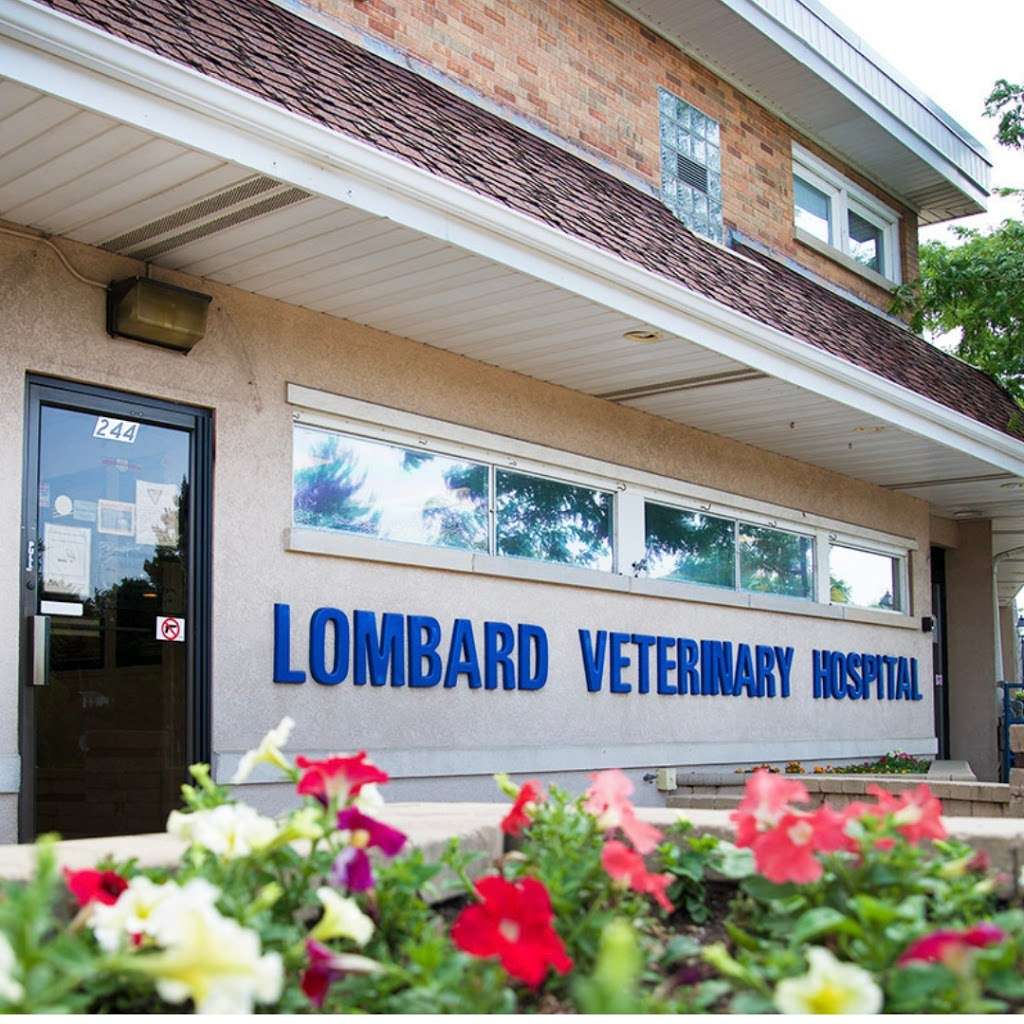 Lombard Veterinary Hospital | 244 E St Charles Rd, Lombard, IL 60148 | Phone: (630) 627-7090