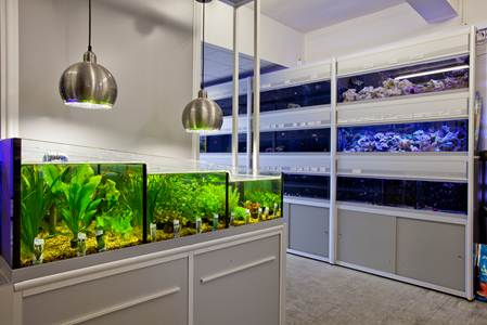 Abacus Aquatics | 168A Halfway St, Sidcup DA15 8DJ, UK | Phone: 020 8302 8000