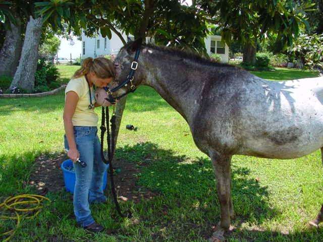 Carousel Equine Clinic | 17558 County Rd 455, Montverde, FL 34756 | Phone: (407) 428-5702