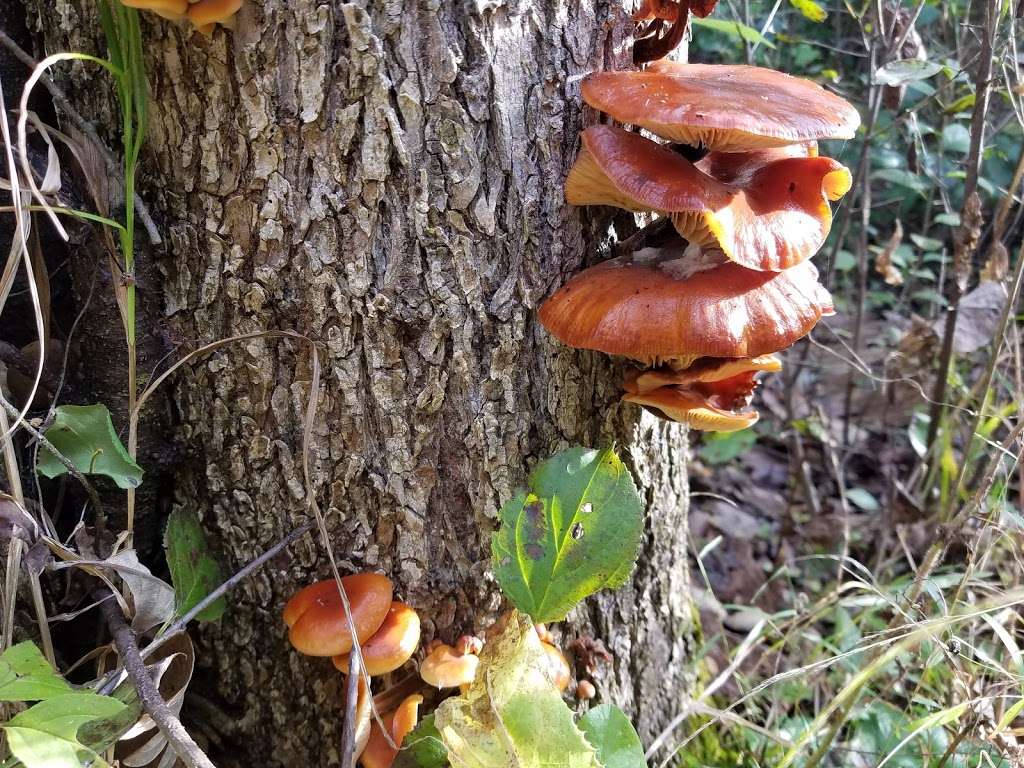 Scuppernong Prairie State Natural Area | County Rd N, Eagle, WI 53119, USA | Phone: (608) 266-0394